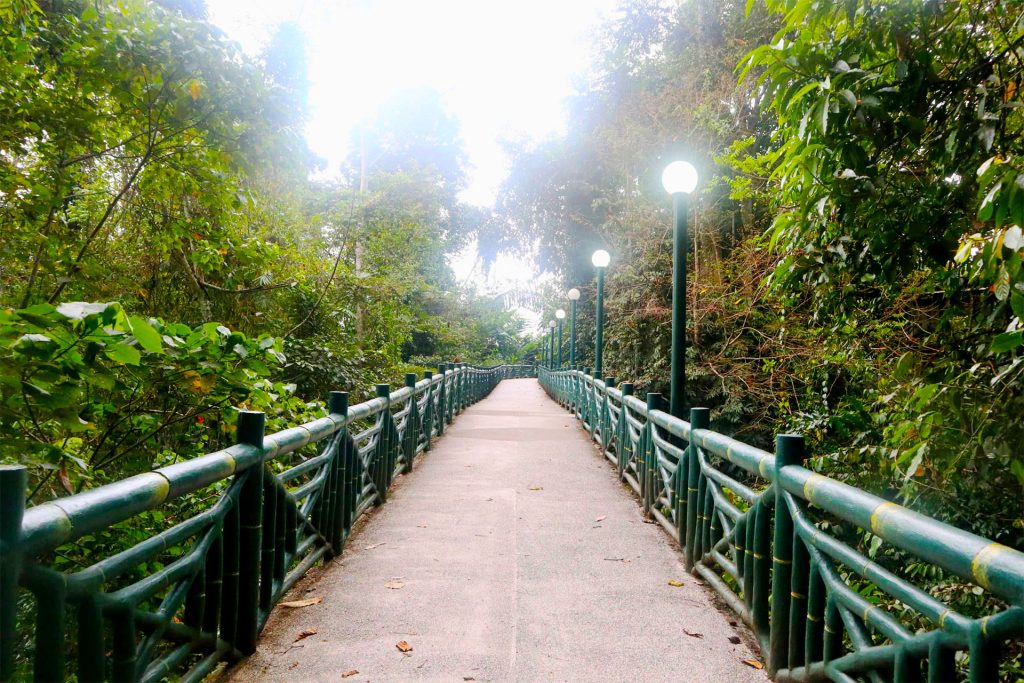 Canopy walk